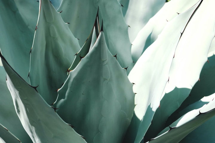 Aloe vera: tutti i benefici della “pianta dell’immortalità”
